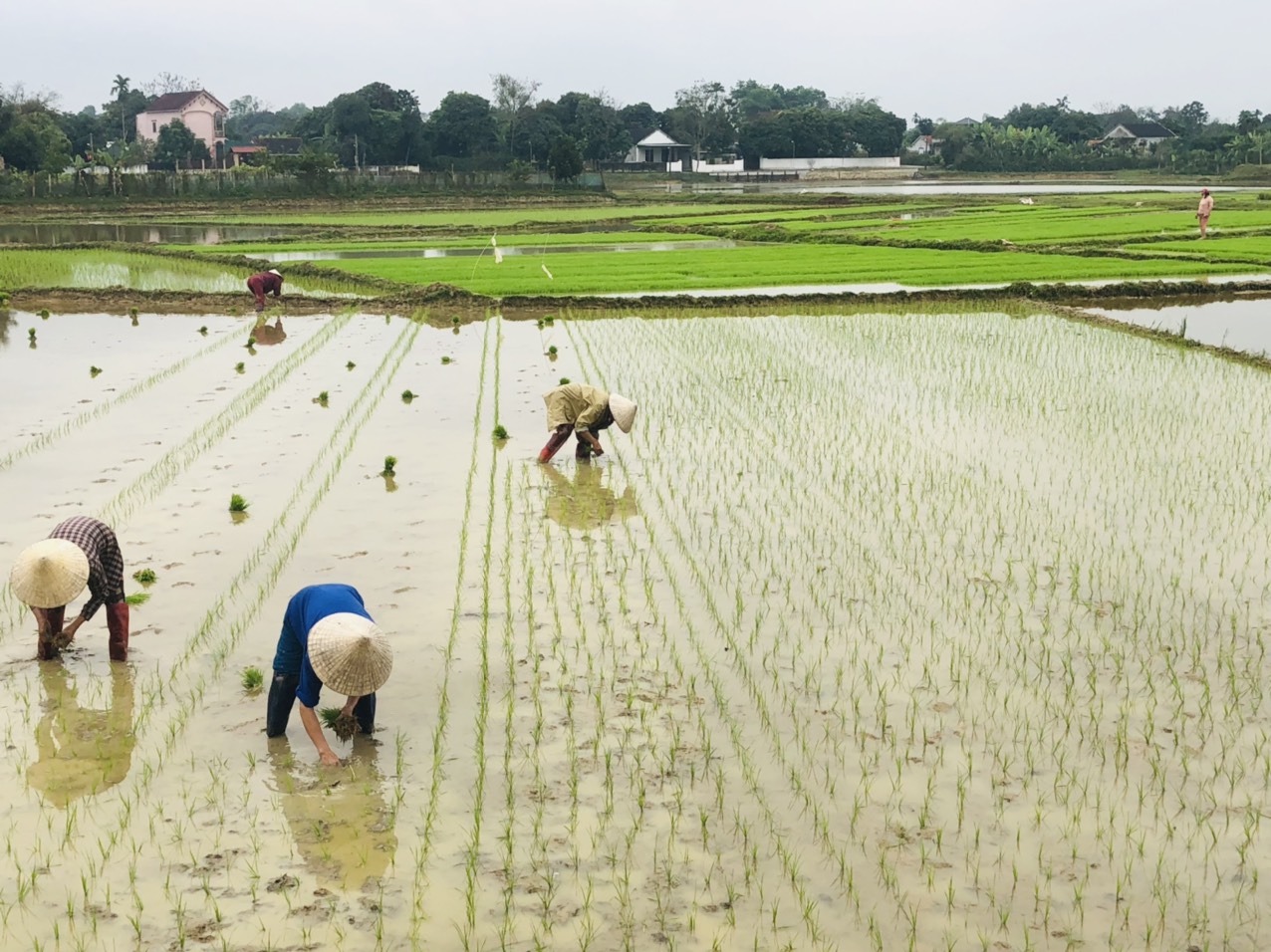 Nông dân xã Thanh Lĩnh xuống đồng gieo cấy lúa vụ Xuân sau dịp Tết.