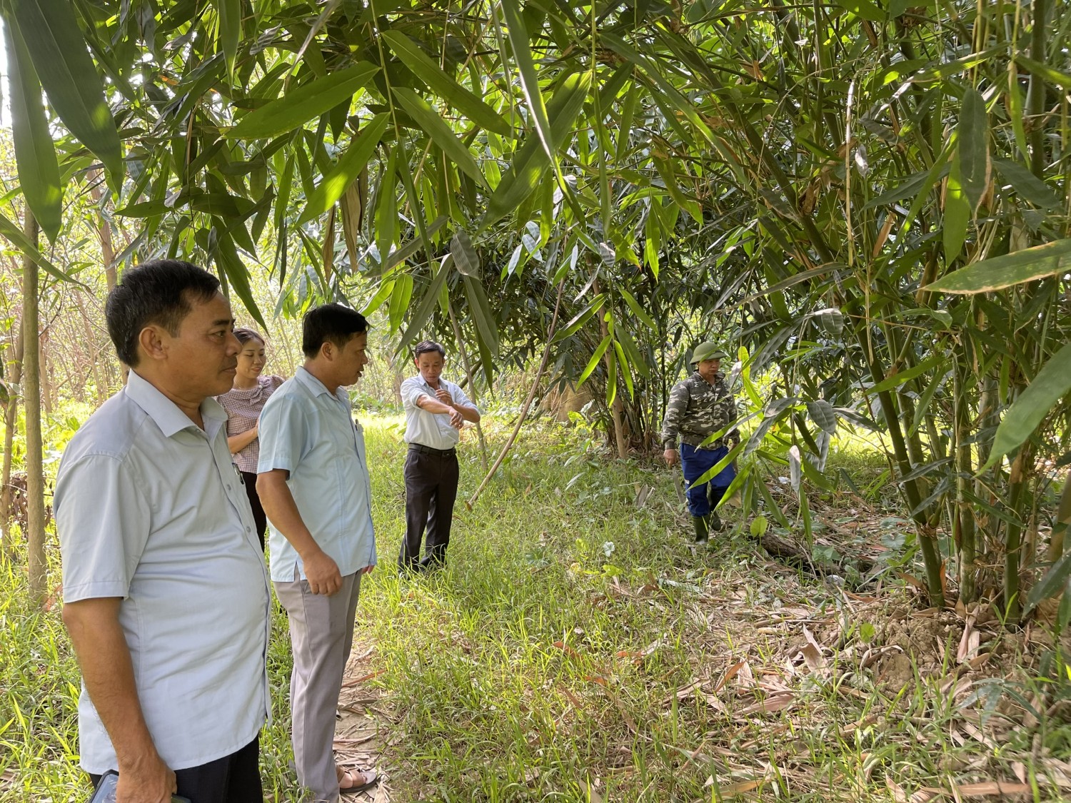 Chi tiết 60 về mô hình trồng măng tre mới nhất  Tin học Đông Hòa