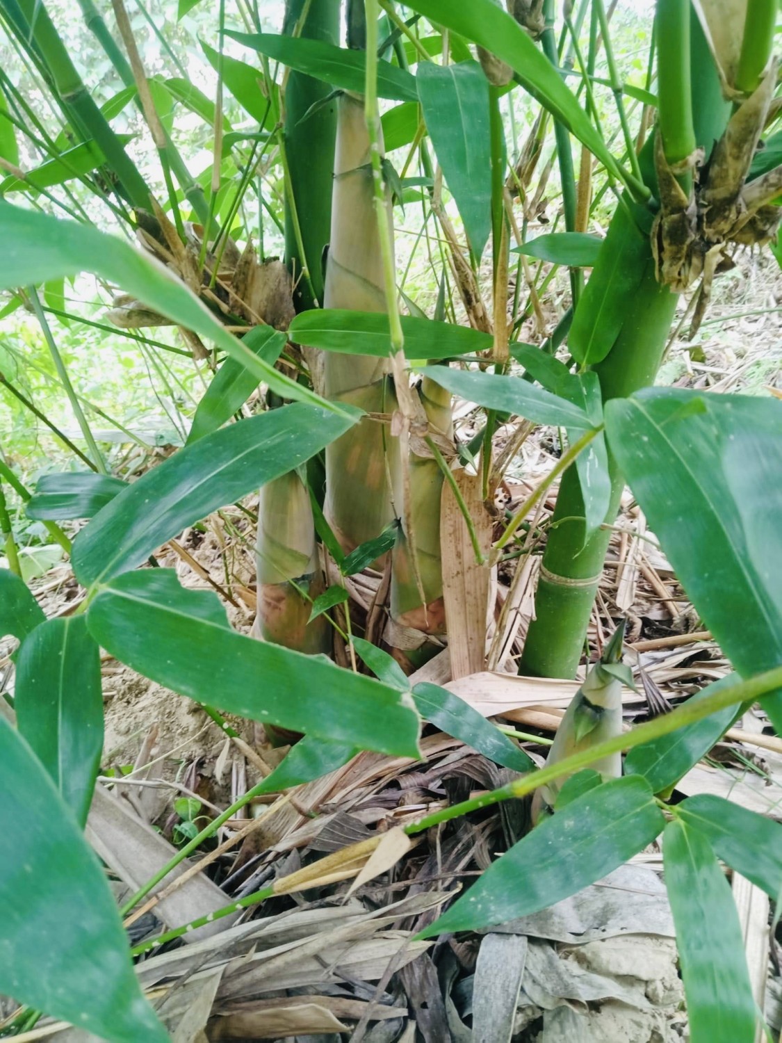 Hiệu quả từ mô hình trồng tre lấy củ măng trên địa bàn xã Thanh Lĩnh